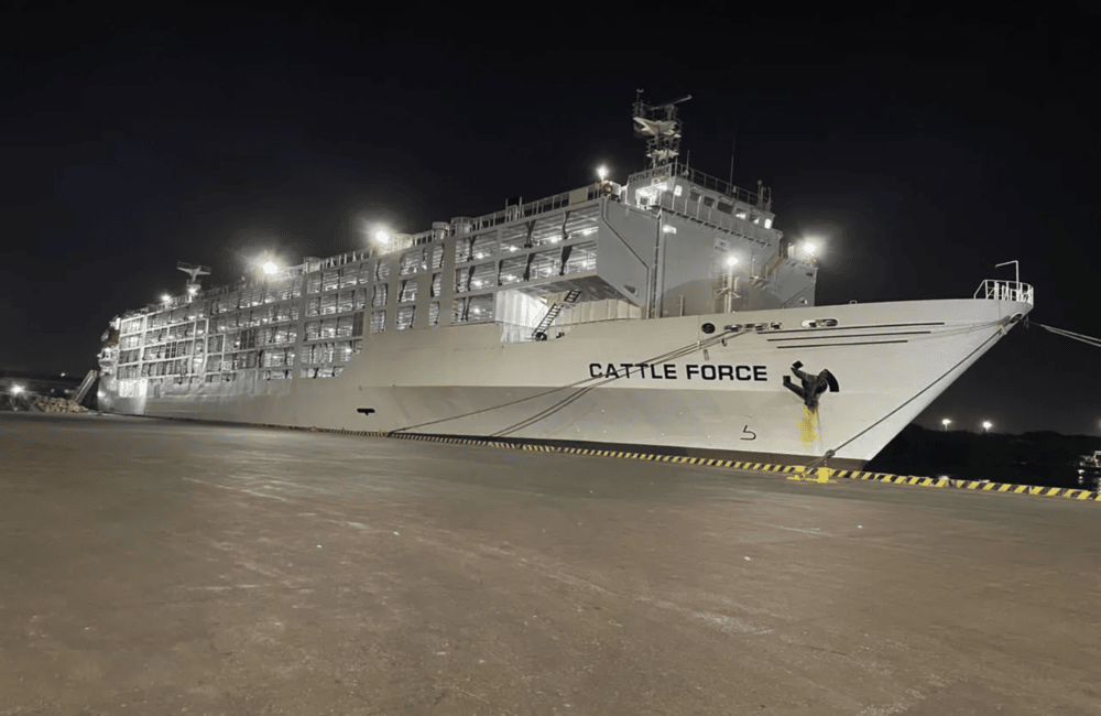 CATTLE FORCE
Livestock Carrier
IMO: 9175901